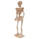 3D puzzle csontváz (natúr)  -  vásároljon online minőségi fajátékokat